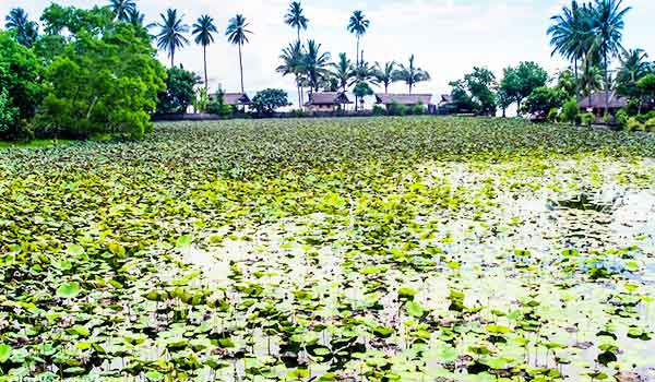lotus lagoon bali