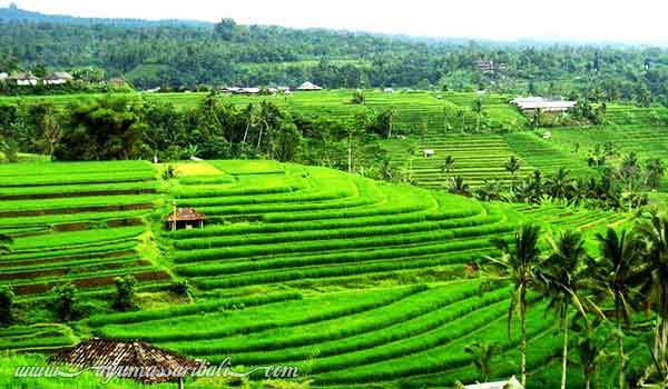 desa jatiluwih tabanan