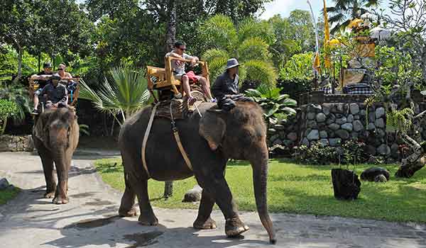 naik gajah di bali