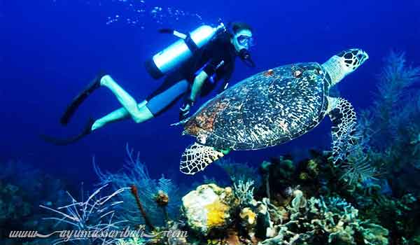 pemandangan bawah laut tanjung benoa