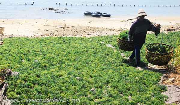 petani rumput laut nusa penida