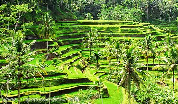 sawah terasering tegallalang