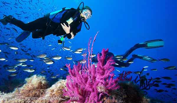 tips menyelam di bali lokasi tanjung benoa